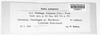 Microbotryum violaceum image